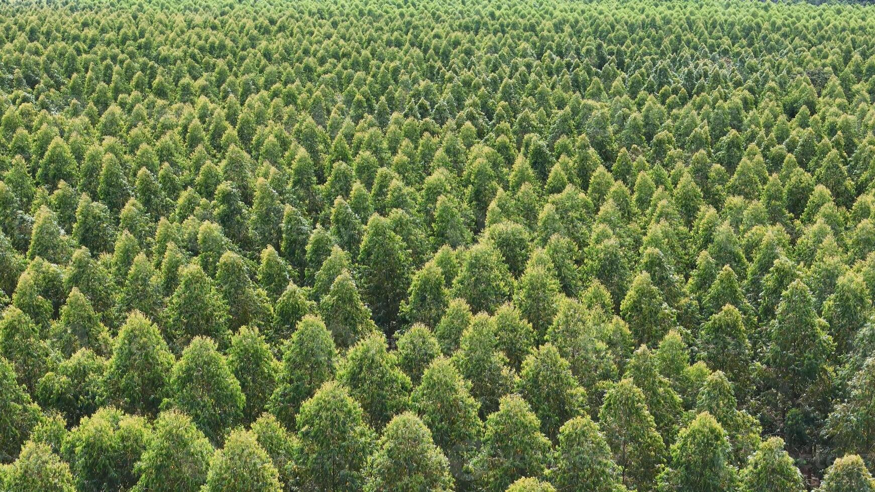 Anbau von Eukalyptus Bäume foto