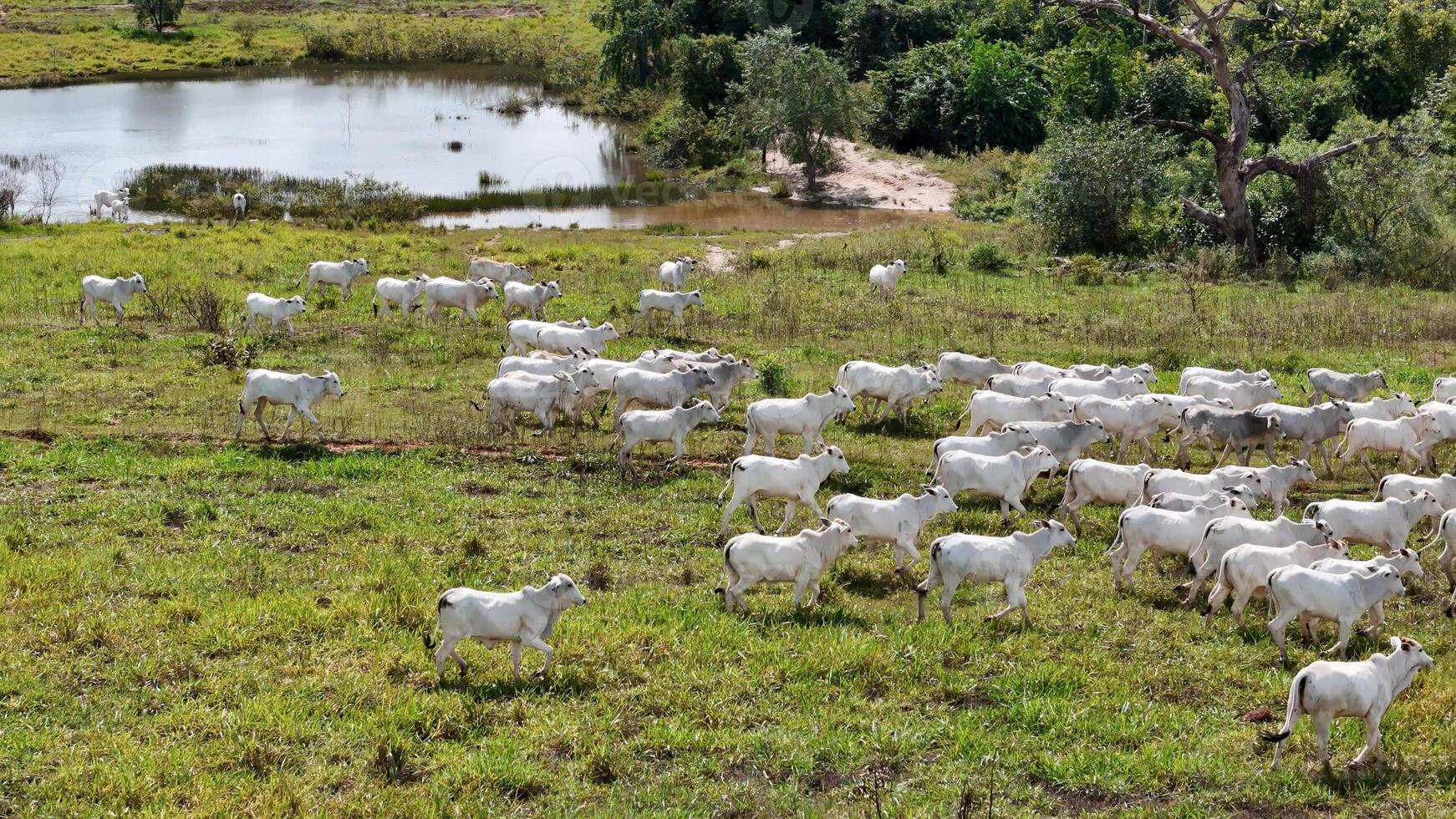 Feld Weide Bereich mit Weiß Kühe Weiden lassen foto