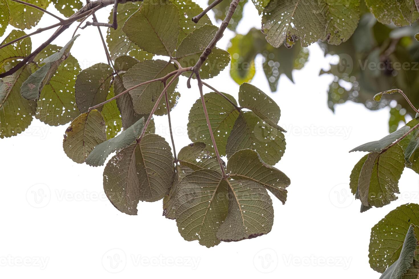 pekee_ Nuss Baum Blätter foto