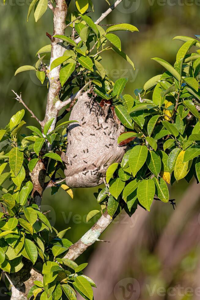 Nest lang taillierter Honigwespen foto