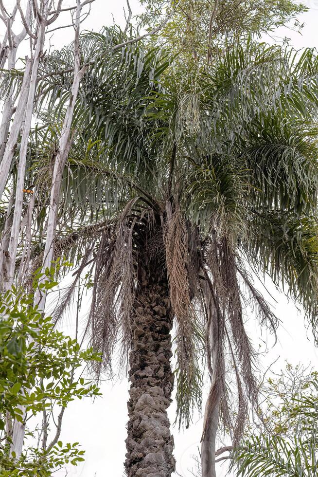 Ara Palme Baum foto