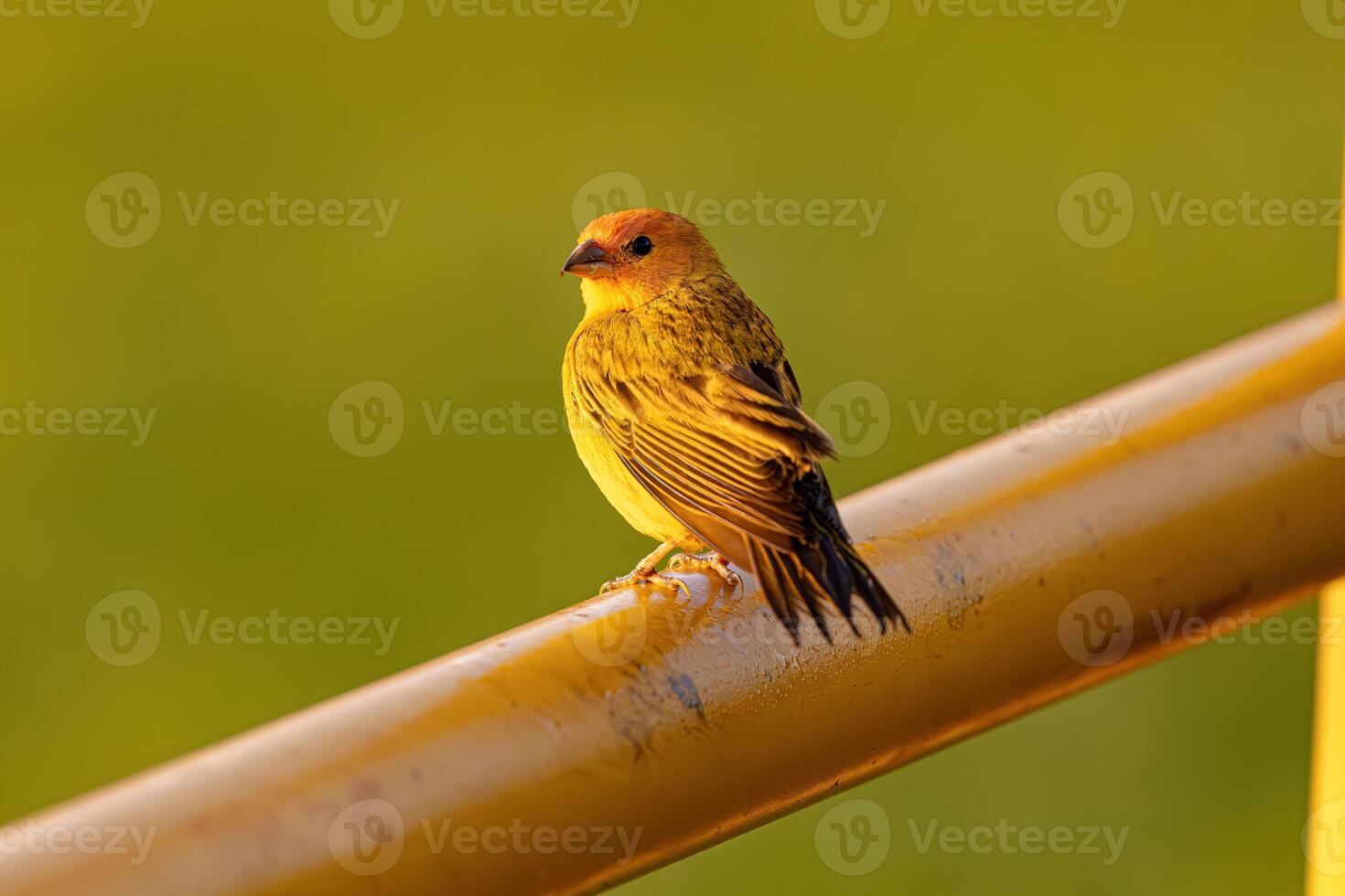 männlich Safran Fink Vogel foto