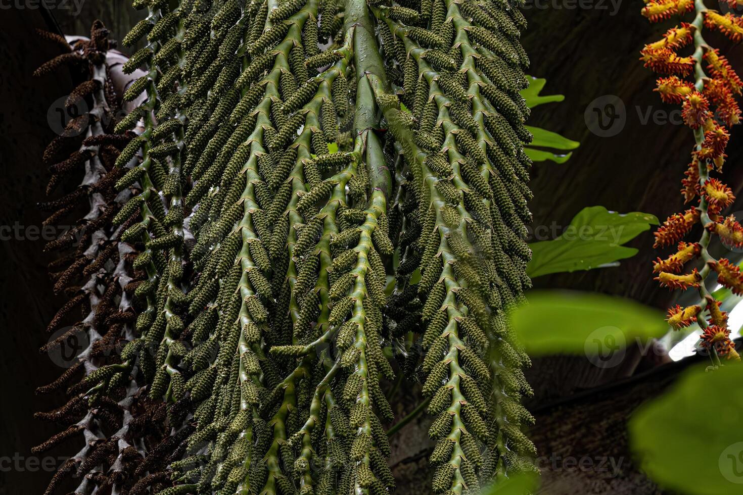 Blumen von das buriti Palme Baum foto