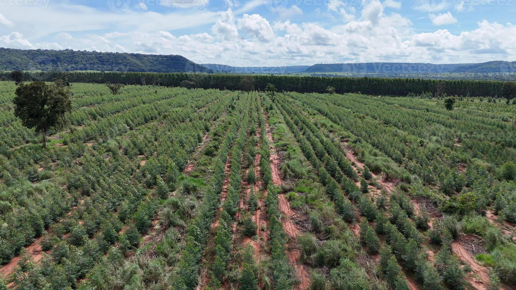 Anbau von Eukalyptus Bäume foto