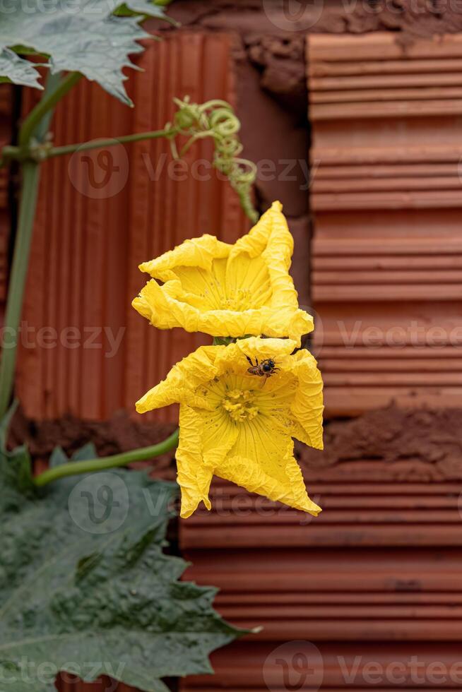 Schwamm Kürbis Gelb Blume foto