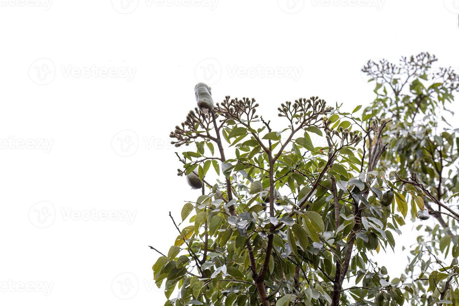 Stinkefingerbaum mit Früchten foto