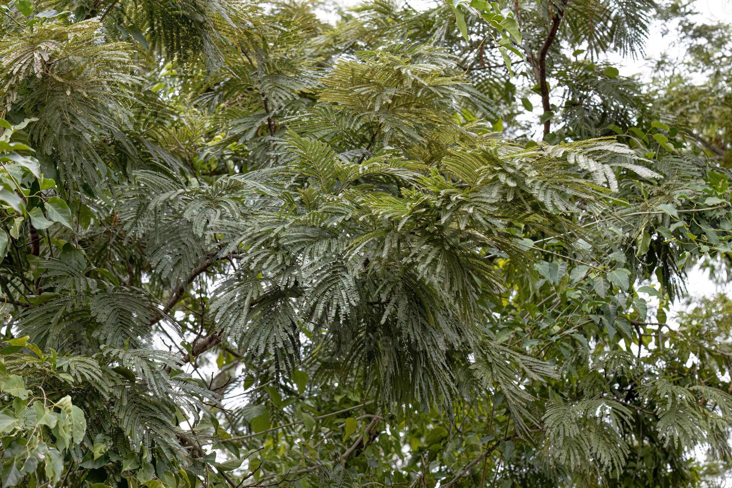 Grün Blätter von Angiospermen Baum foto