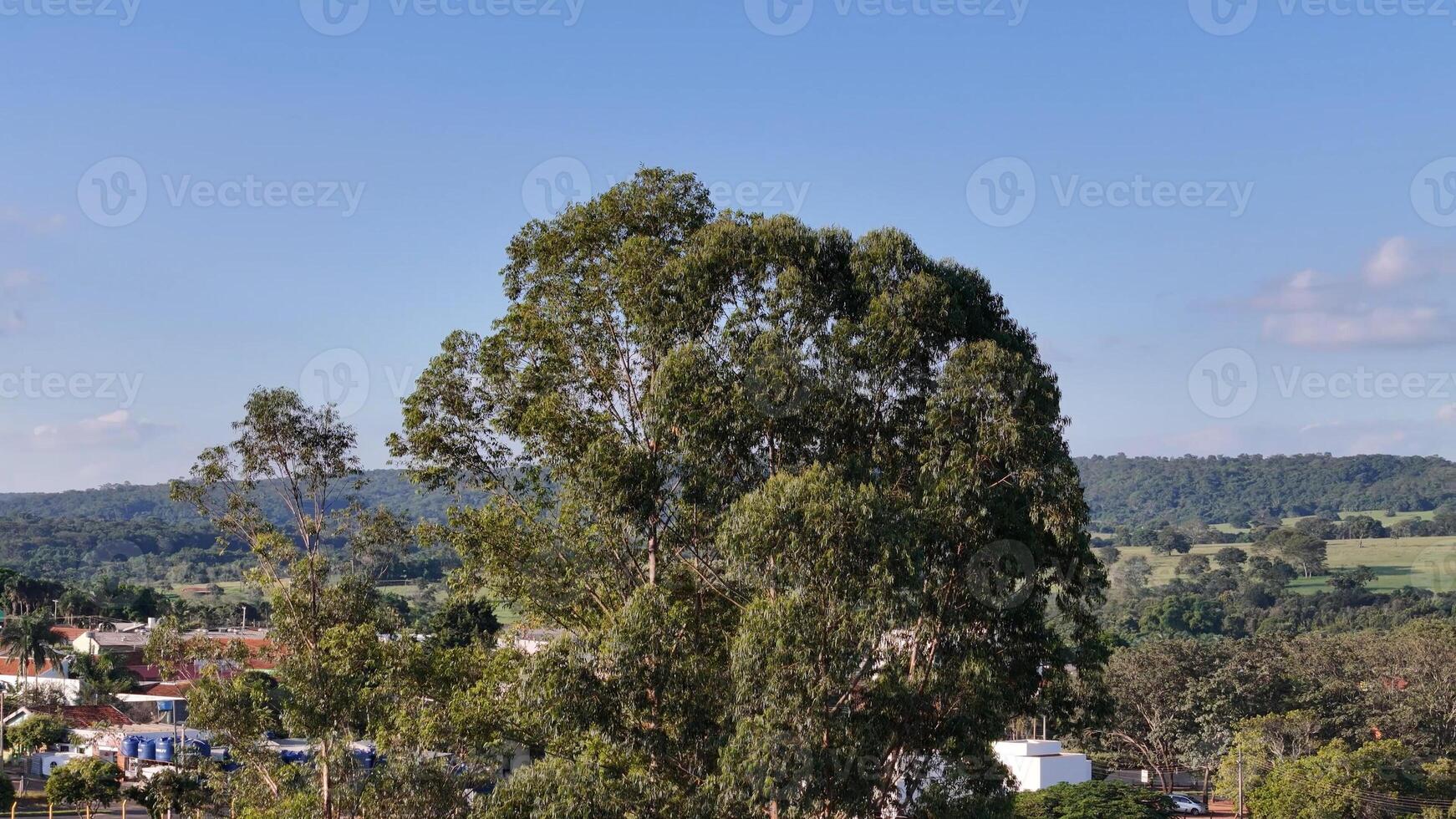 Überdachung von wenige Eukalyptus Bäume foto