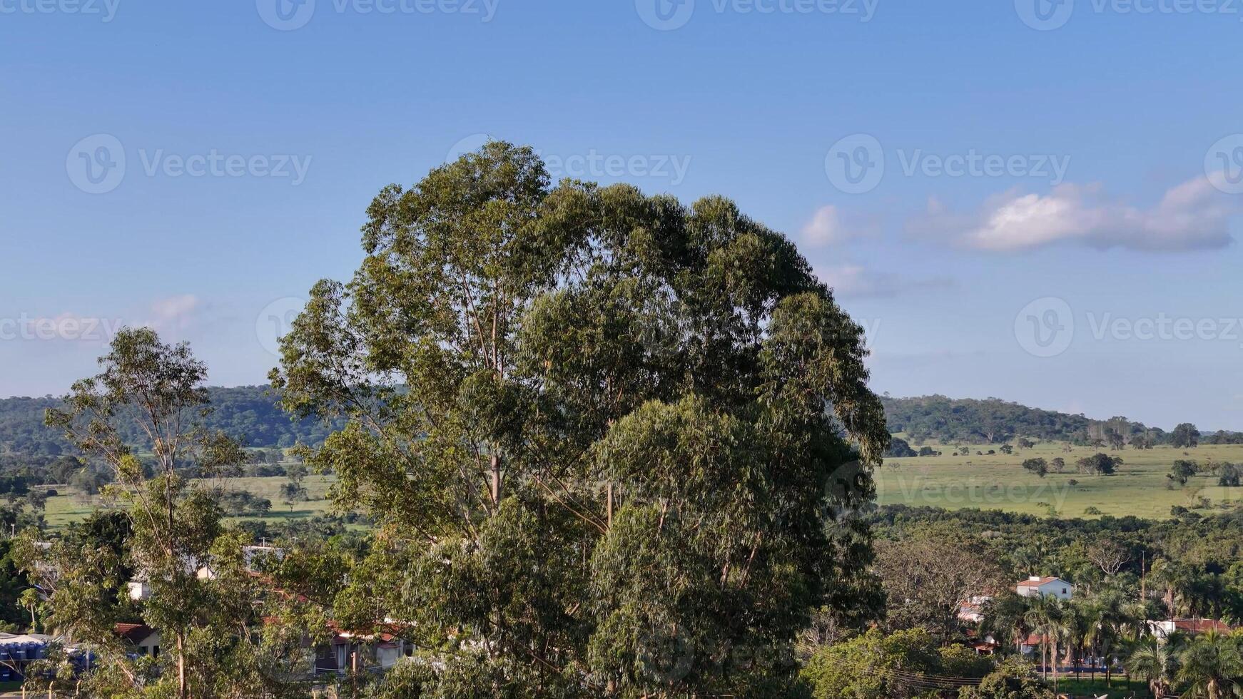 Überdachung von wenige Eukalyptus Bäume foto
