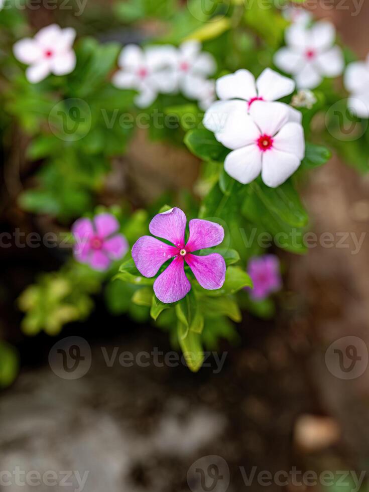 Weiß und Rosa Madagaskar Immergrün Blume foto