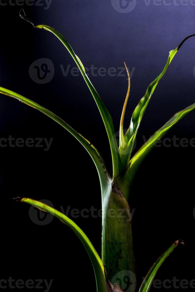 Blätter von Bananensprossen auf schwarzem Hintergrund foto