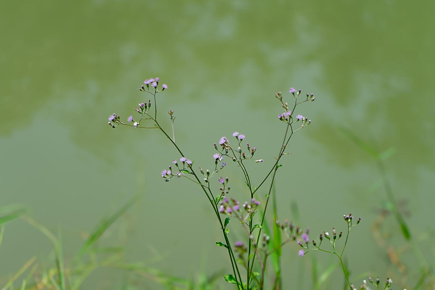 Vernonia cinerea Pflanze foto