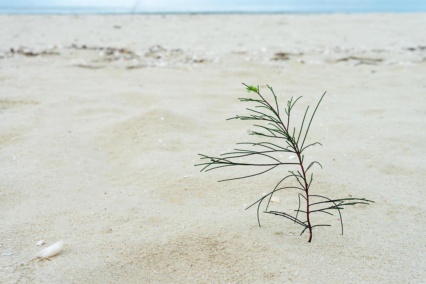 Sämlinge von Kiefer Bäume wachsend auf Sand. foto