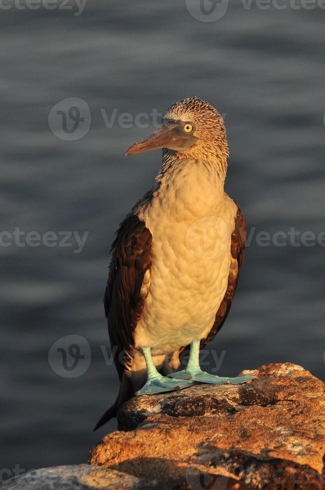 Blaufußtölpel, Galapagos, Ecuador foto