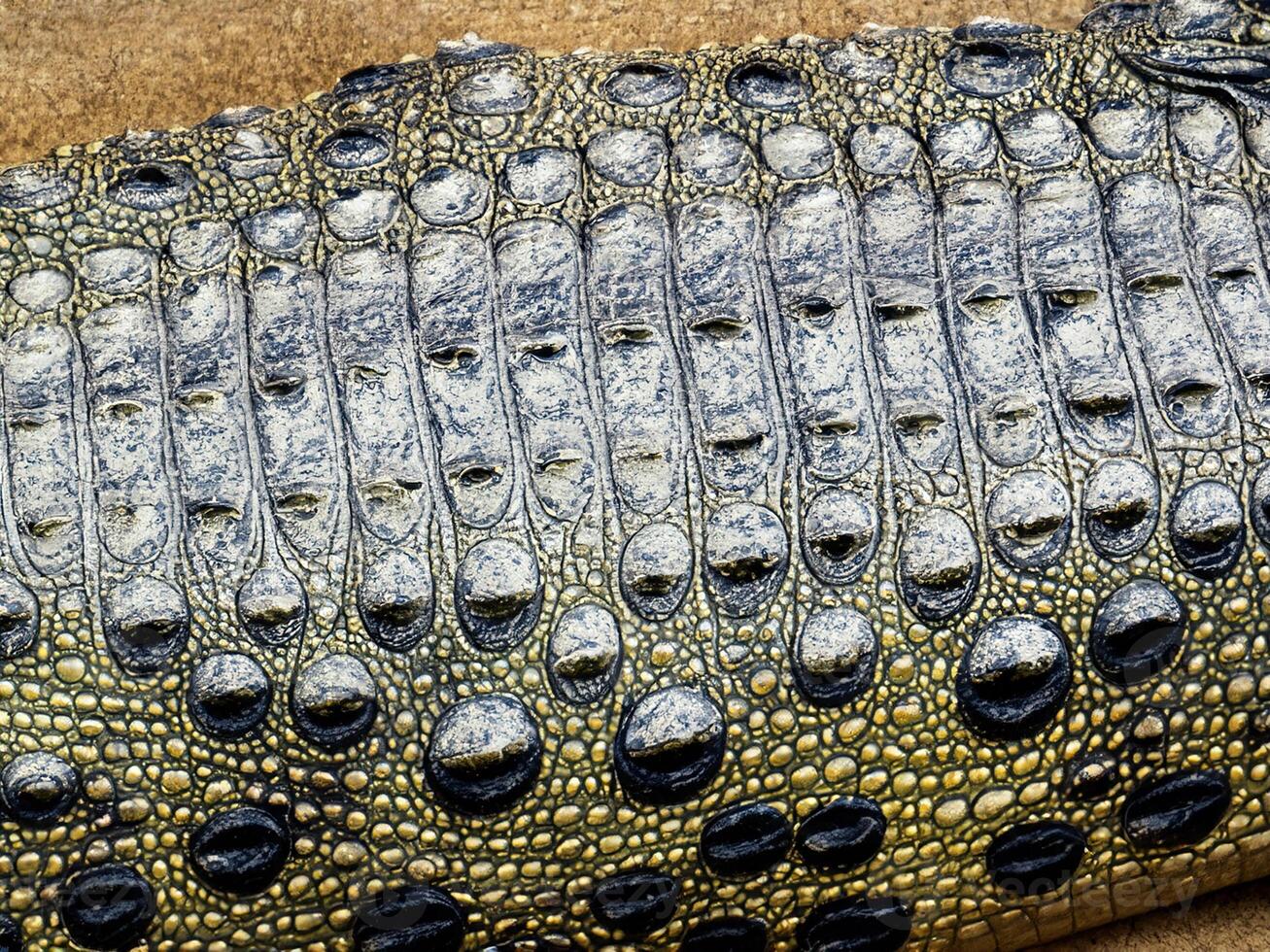 Krokodil Leder Hintergrund schließen oben foto