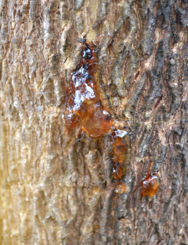 gummiartig auf Baum Rinde Textur Hintergrund. foto