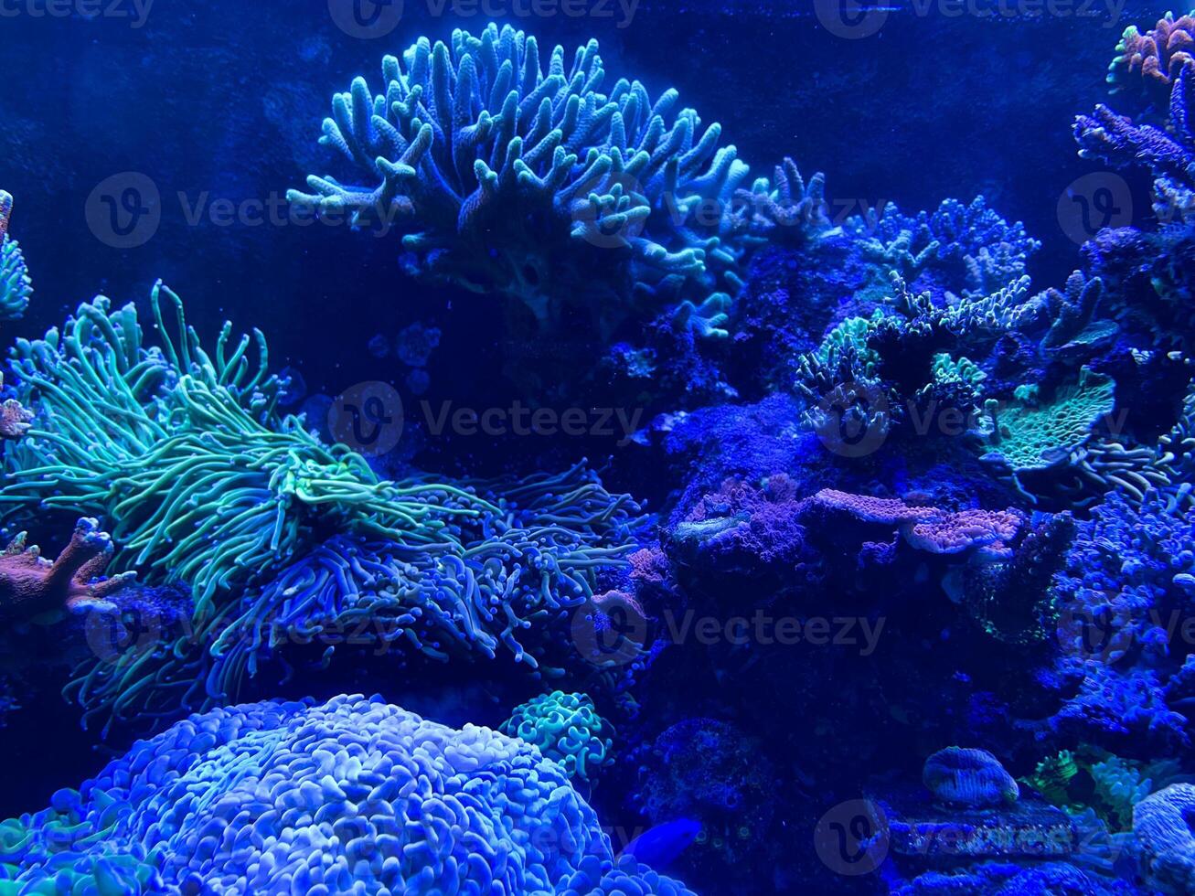 Koralle und Anemone Innerhalb Koralle Riff Aquarium Panzer mit Fische foto