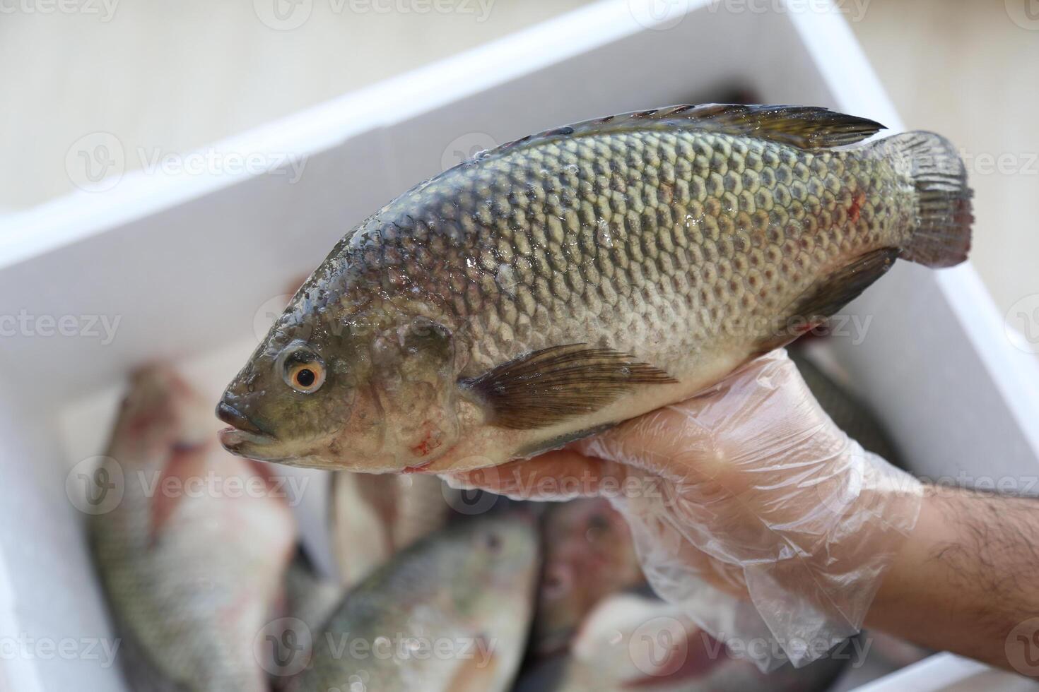 Fisch, Tilapia, Panzer foto