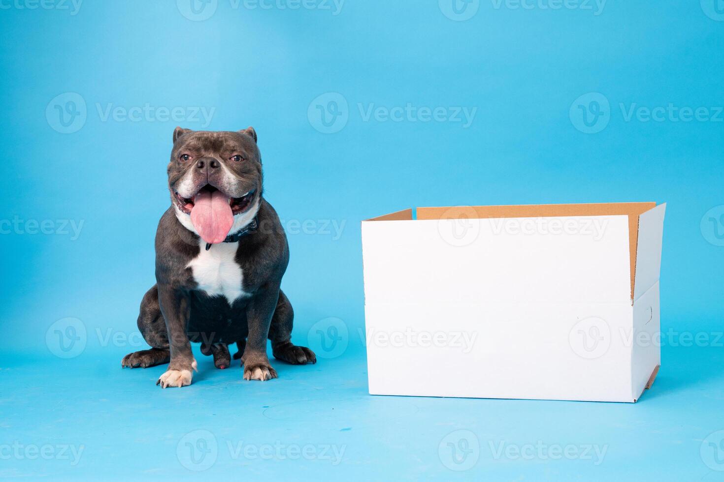 pommerschen Spitz Hund, flauschige, Niederländisch Schäfer, Hund, schwarz Katze, süß Maine Waschbär, grau Katze, amerikanisch Bulldogge, Welpe, golden Retriever, amerikanisch Staffordshire, Deutsche Schäfer foto