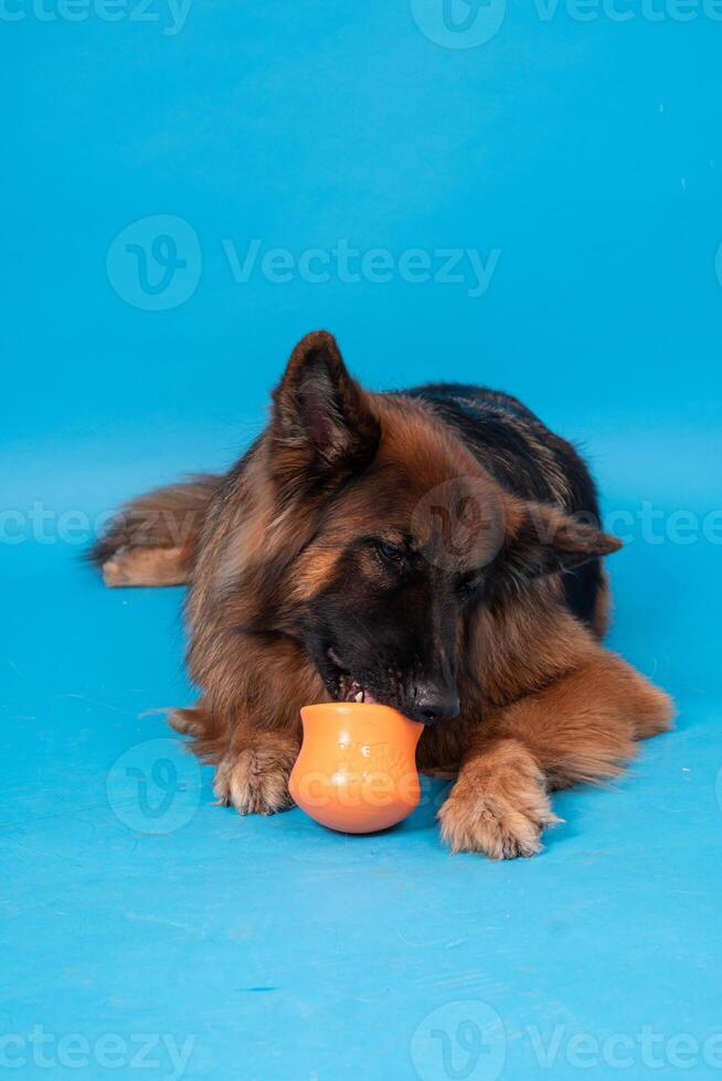 pommerschen Spitz Hund, flauschige, Niederländisch Schäfer, Hund, schwarz Katze, süß Maine Waschbär, grau Katze, amerikanisch Bulldogge, Welpe, golden Retriever, amerikanisch Staffordshire, Deutsche Schäfer foto