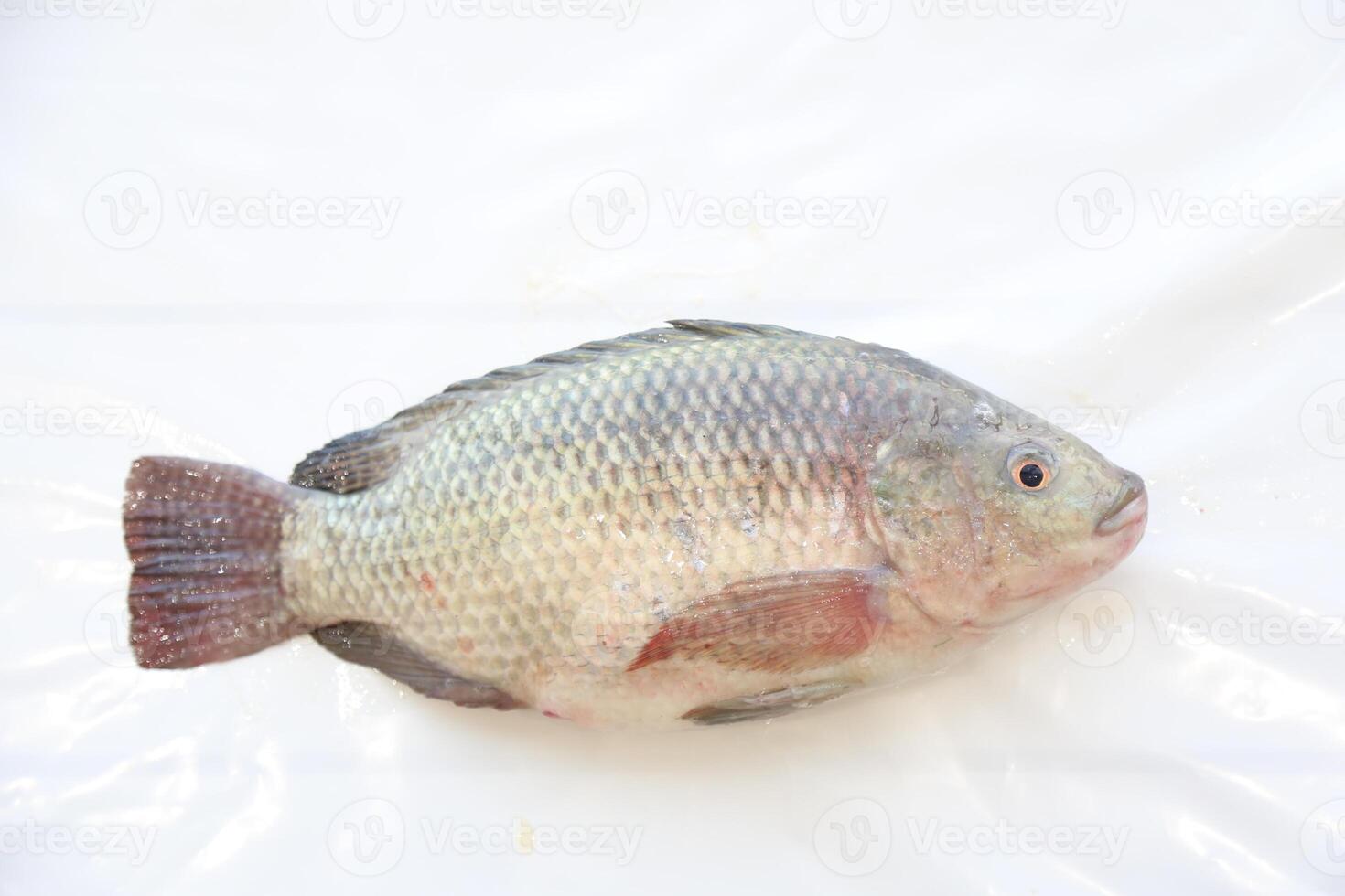 Fisch Tilapia, Nil Tilapia Fisch, Fisch Baden, frisch roh Fisch, Fisch Panzer, Fisch Landwirtschaft foto