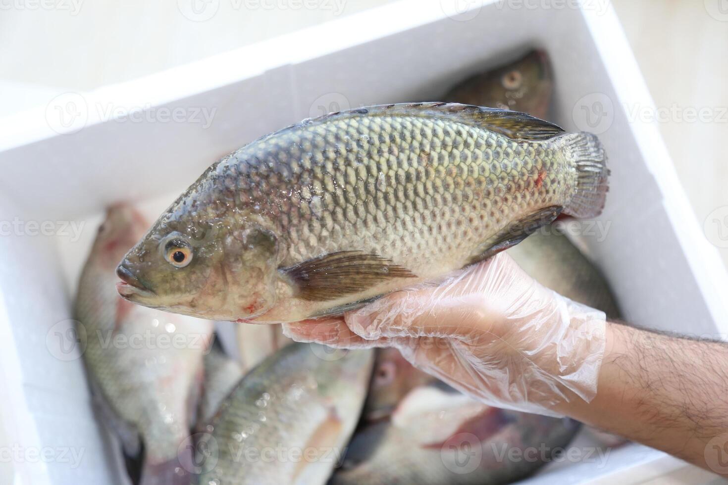 Fisch Tilapia, Nil Tilapia Fisch, Fisch Baden, frisch roh Fisch, Fisch Panzer, Fisch Landwirtschaft foto