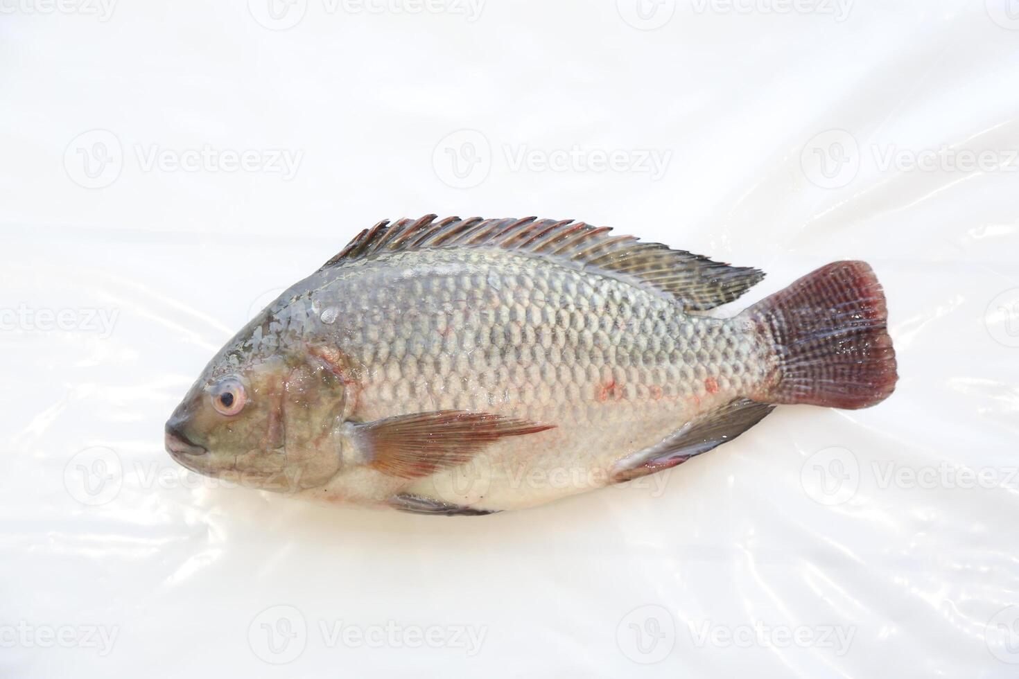 Fisch Tilapia, Nil Tilapia Fisch, Fisch Baden, frisch roh Fisch, Fisch Panzer, Fisch Landwirtschaft foto