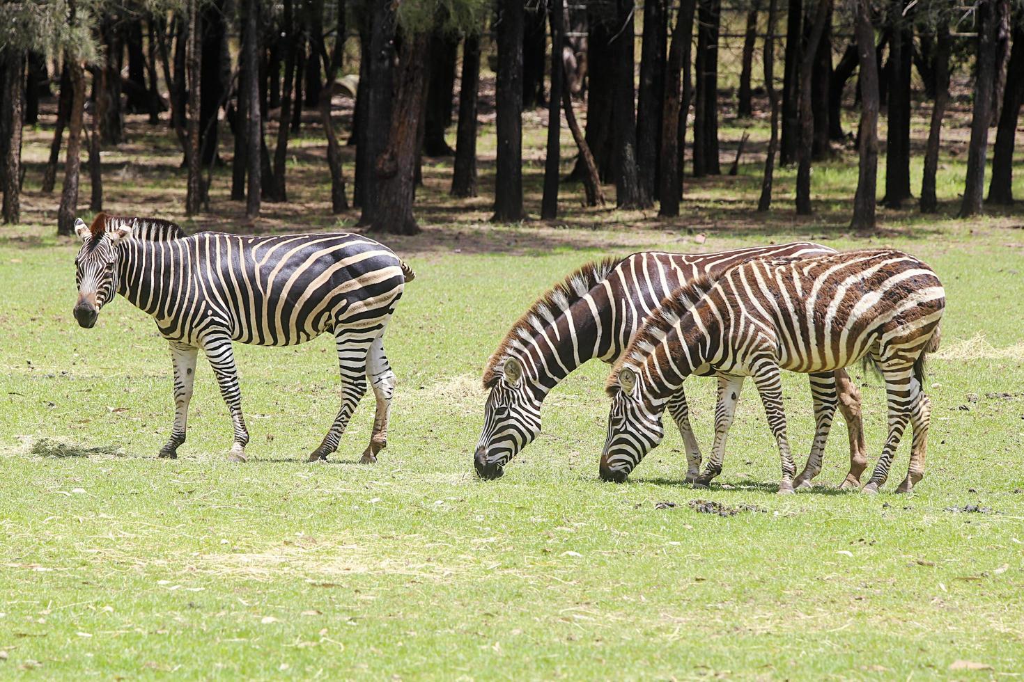 Dubbo, Australien, 4. Januar 2017 - Steppenzebra vom Taronga Zoo in Sydney. Dieser Stadtzoo wurde 1916 eröffnet und hat heute mehr als 4000 Tiere foto