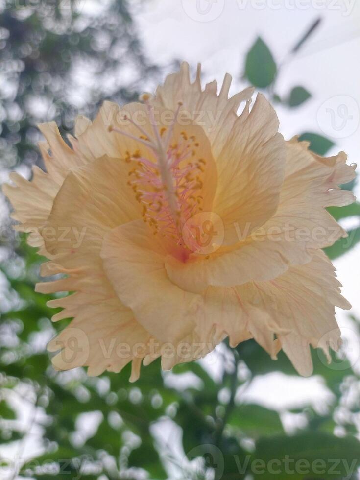 Licht Gelb farbig Hibiskus Blume foto