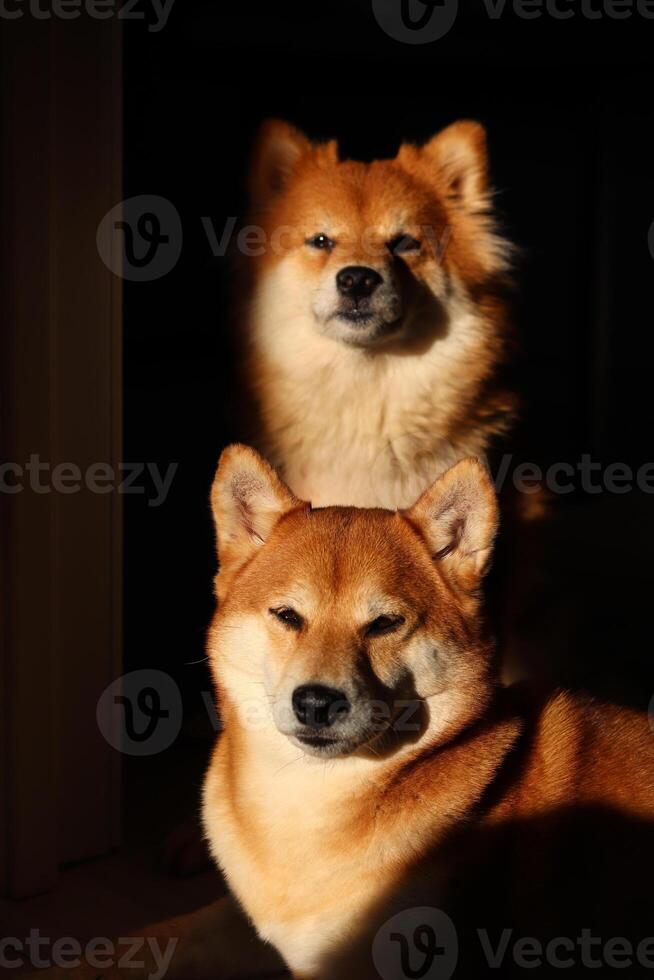 Shiba inu Hunde. süß rot flauschige Hunde im das Sonne. Hund Porträt foto