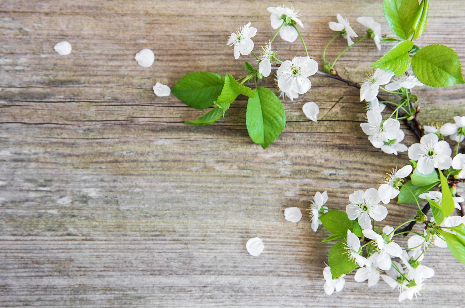 Frühlingskirschblüte foto