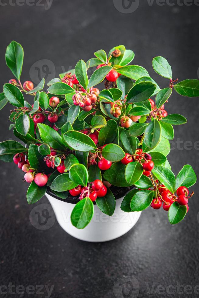 Gaultheria Blumenpflanze rote Beeren drinnen foto