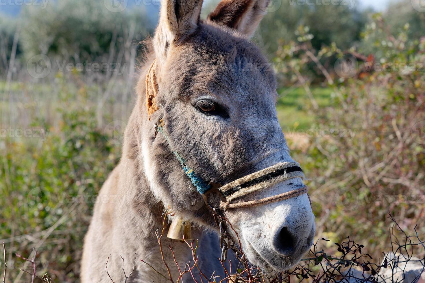 ein Porträt von ein Esel. foto