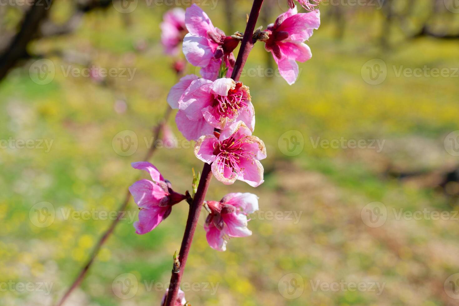 hell Rosa Pfirsich Blüte. bunt und spektakulär Obst Baum blüht. foto