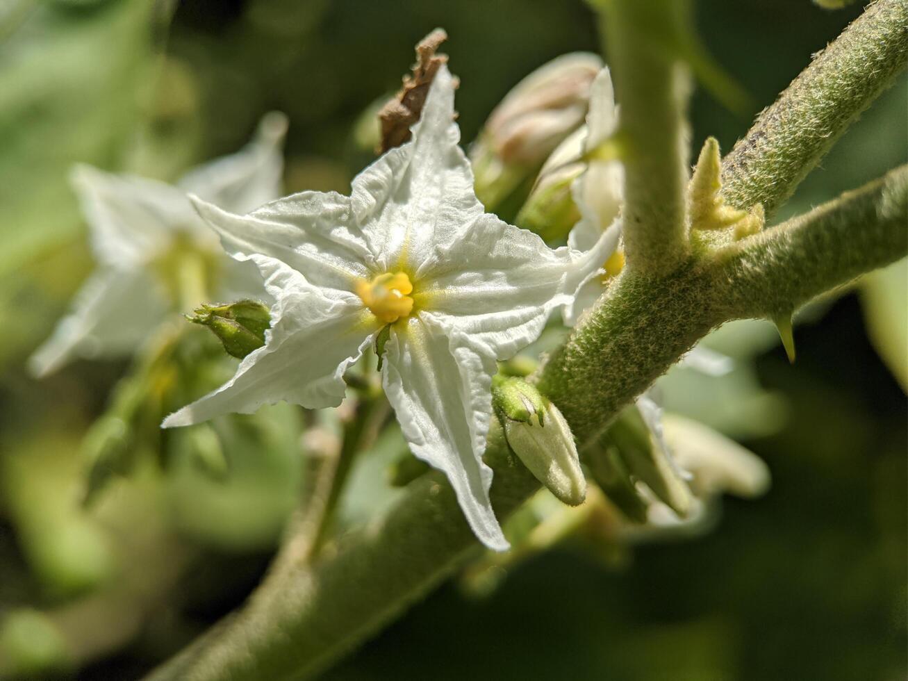 Makro von Carolina Pferdenessel Blume Pflanze foto