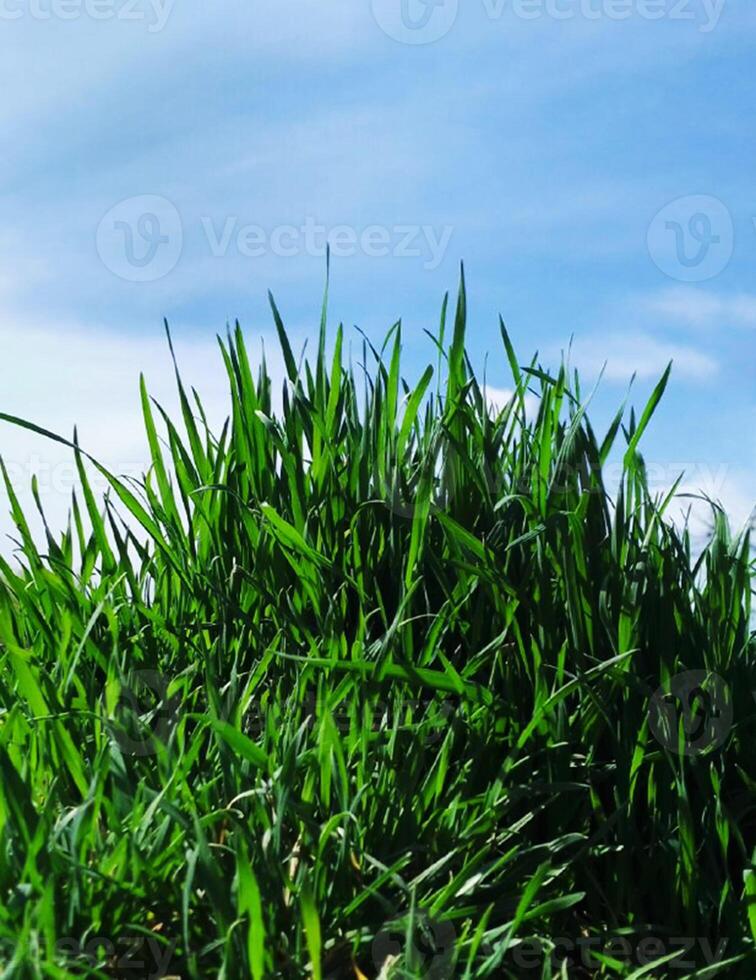 Grün Gras gegen das Hintergrund von das endlos Frühling Himmel foto