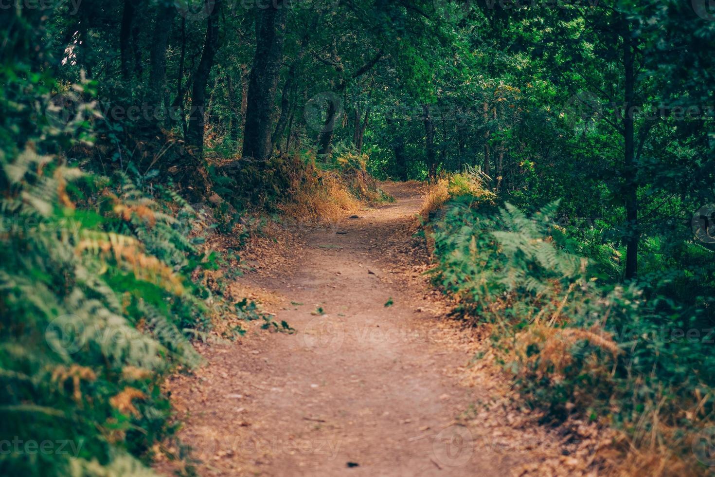 Weg zum Wald foto