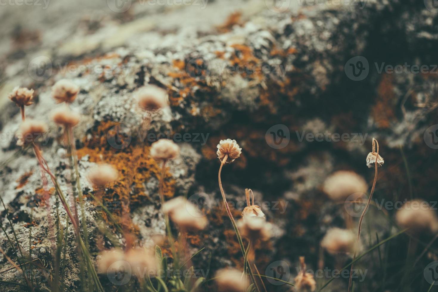 kleine wilde blumen foto