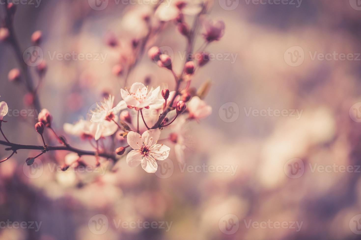 Sakura-Festivalblumen foto