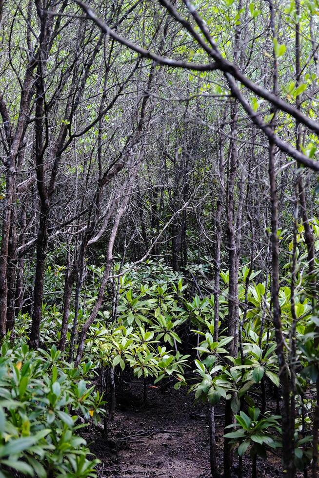 Ziel Umwelt Erhaltung im Schwanz Pflanzen oder Zierapfel Mangrove Wald mit natürlich Sonnenlicht foto