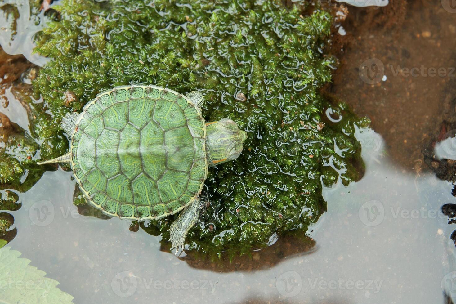 Brasilianer Schildkröte oder schwarzbauchig Schieberegler oder trachemys dorbigni foto