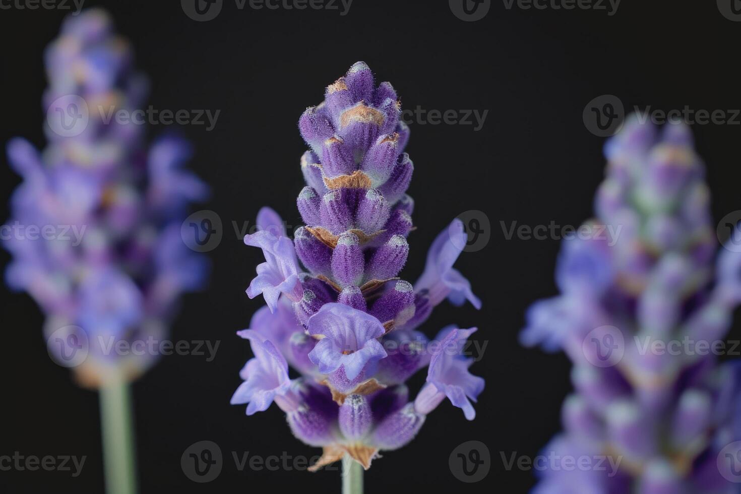 ai generiert Lavendel Blume Hintergrund foto