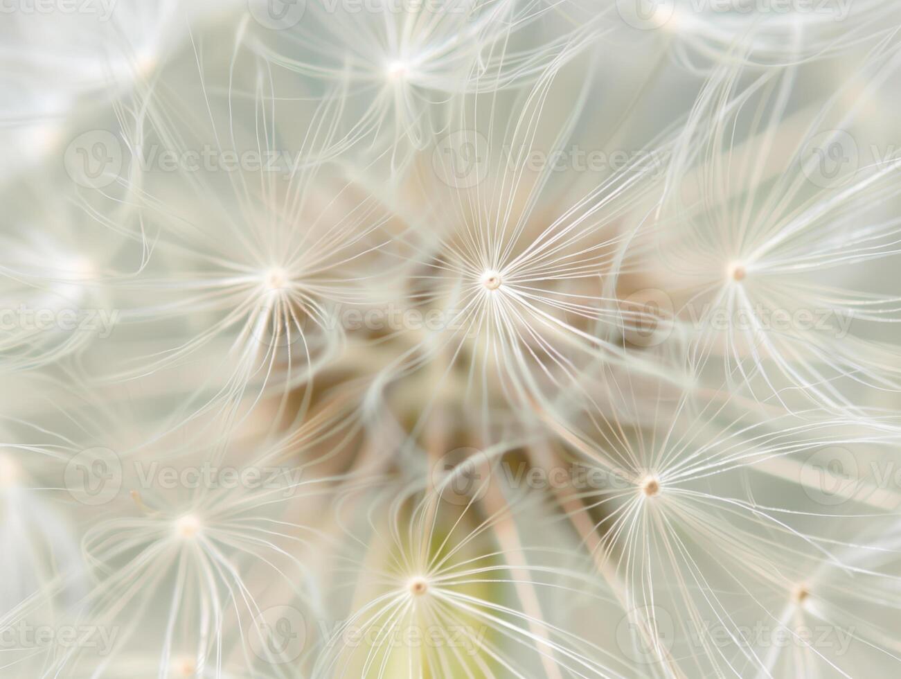 abstrakt Hintergrund Bildschirmschoner Nahansicht von Löwenzahn Blume und es ist Saat foto