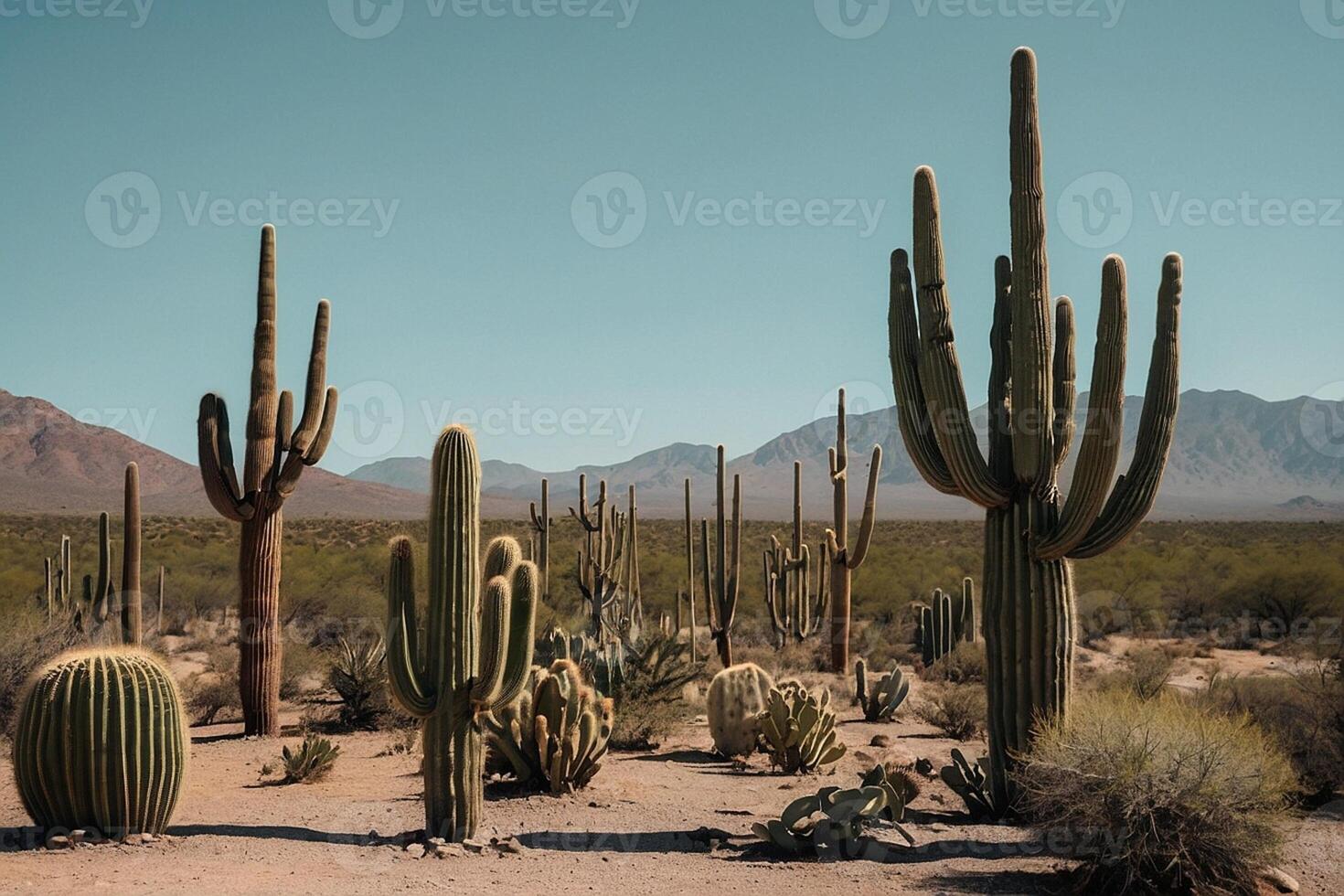 Kaktus Pflanzen im das Wüste foto