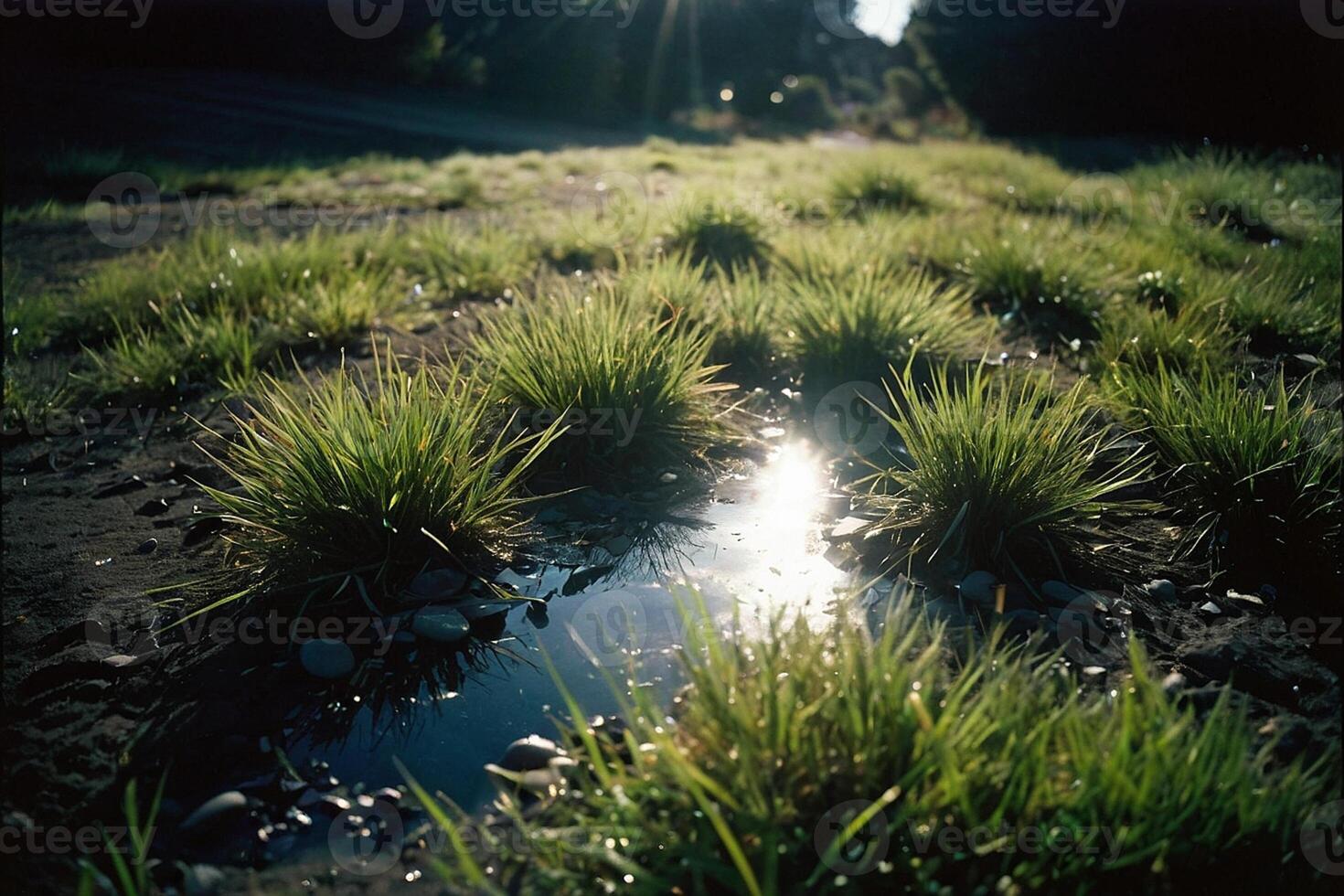 ein grasig Bereich mit Felsen und Gras foto