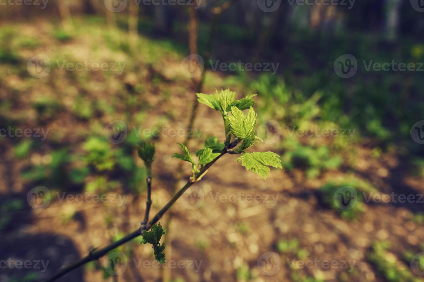 Blühen Ahorn auf ein sonnig Frühling Tag gegen das Hintergrund von Stadt Gebäude foto