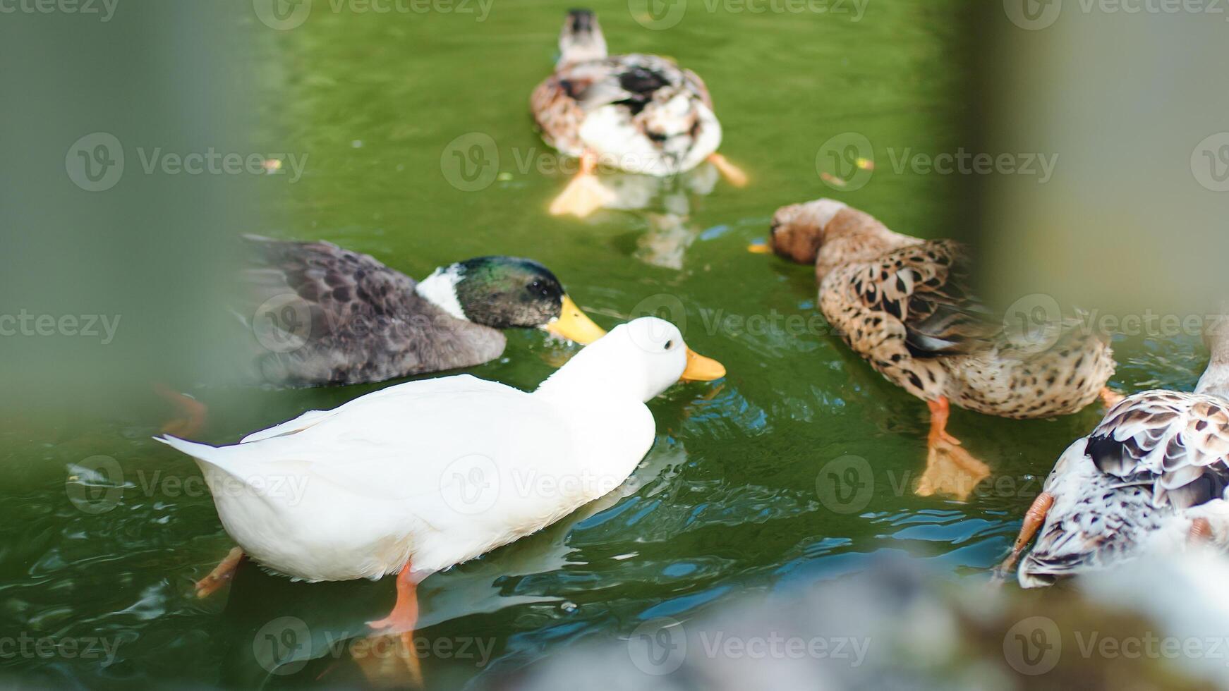 schön Enten Essen im das Teich im das aspromonte National Park im Kalabrien foto