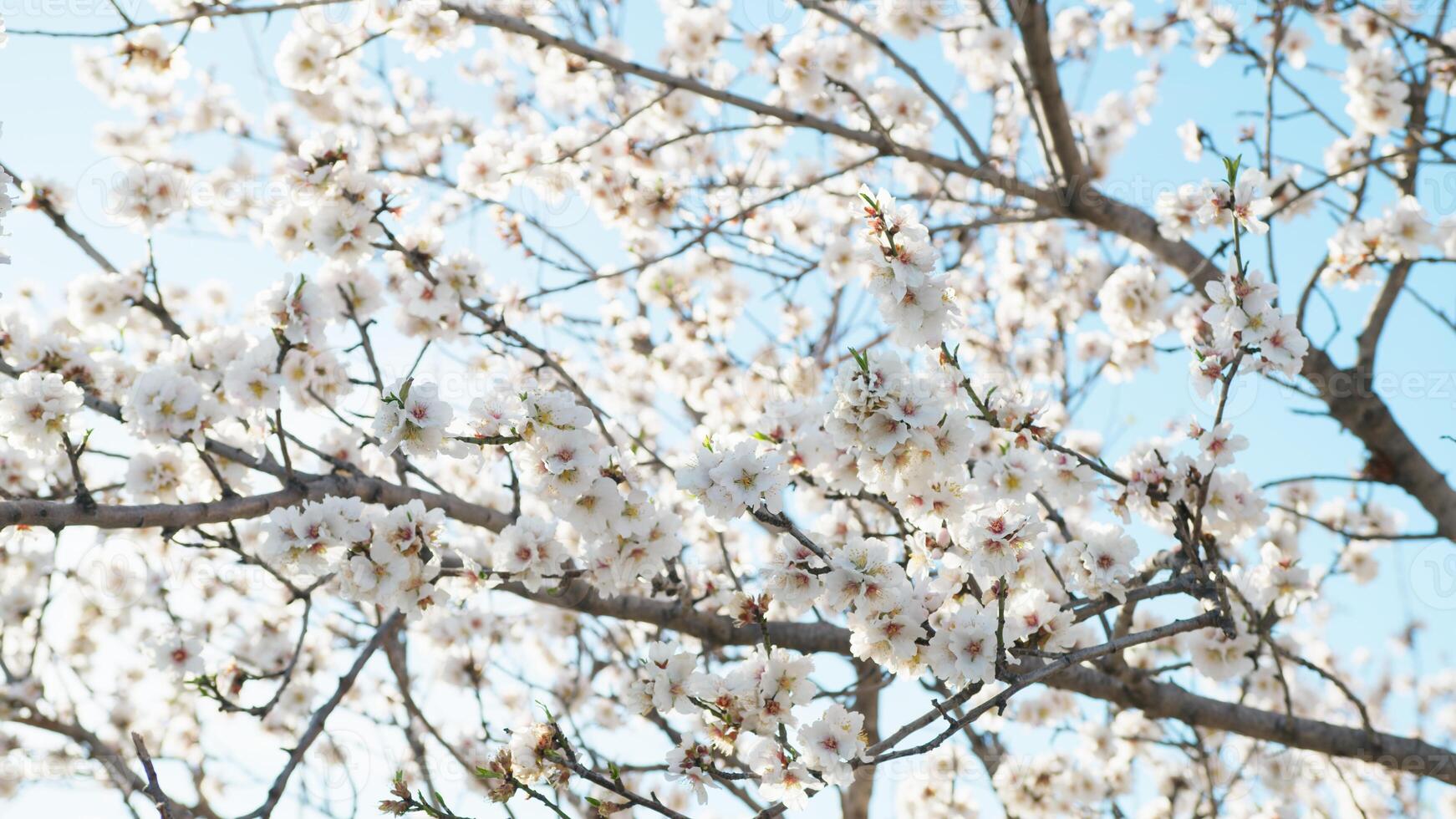 ankommen von das Frühling mit Mandel Blumen foto