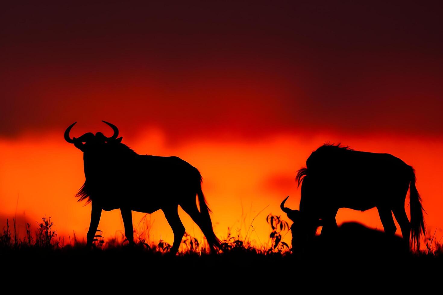 Gnus silhouettiert gegen das Sonnenuntergang foto