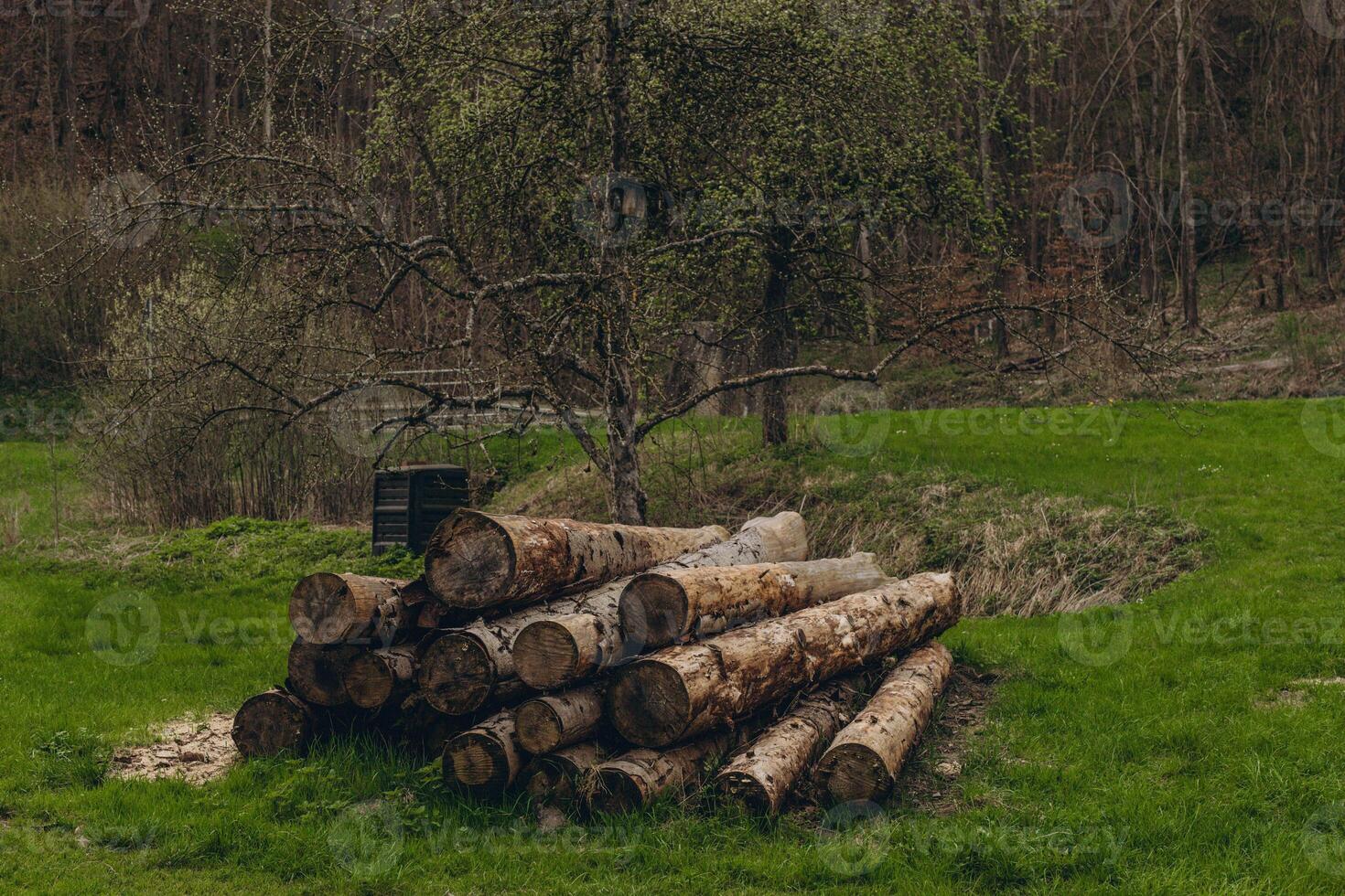 Wald Kiefer und Fichte Bäume. Log Stämme Haufen, das Protokollierung Bauholz Holz Industrie. foto